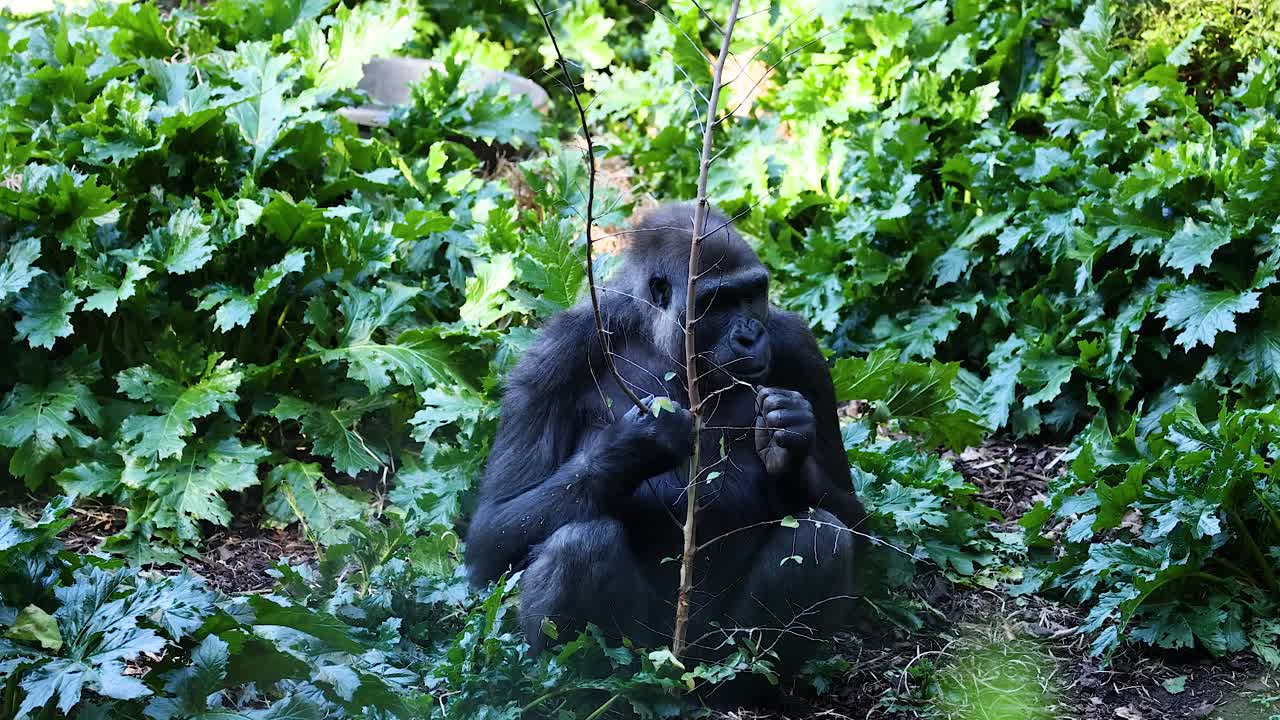 Gorilla che mangia in mezzo a una vegetazione lussureggiante