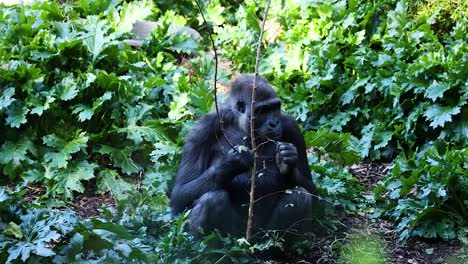 gorilla eating amidst lush greenery