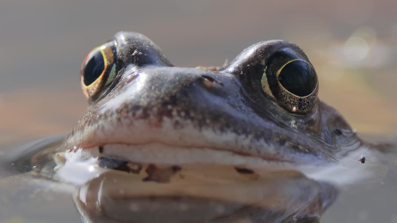 연못에서 갈색 개구리 (rana temporaria) 클로즈업.