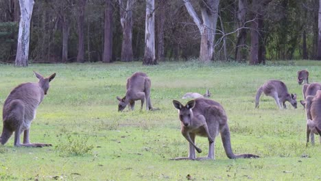 multiple kangaroos feeding and interacting in grassland