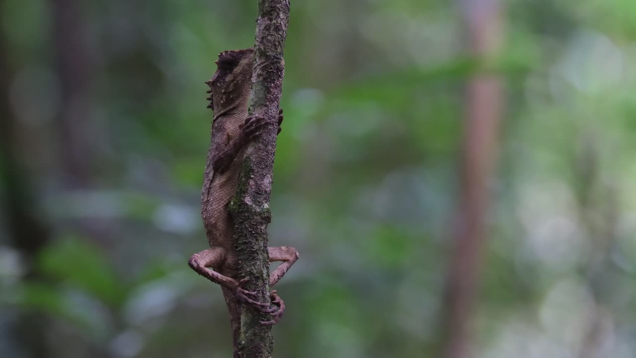 камера приближается, в то время как эта прекрасная ящерица обертывается вокруг этого маленького растущего дерева глубоко в лесу, чешуйчатая брюшная деревянная ящерица acanthosaura lepidogaster, таиланд