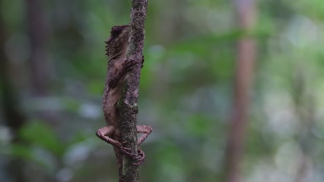 La-Cámara-Se-Aleja-Mientras-Este-Encantador-Lagarto-Se-Envuelve-Alrededor-De-Este-Pequeño-árbol-Que-Crece-En-Lo-Profundo-Del-Bosque,-Lagarto-Arbóreo-De-Vientre-Escamoso-Acanthosaura-Lepidogaster,-Tailandia