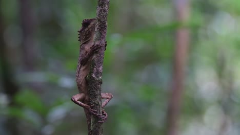 la cámara se aleja mientras esta encantadora lagartija se envuelve alrededor de este pequeño árbol que crece en lo profundo del bosque, la lagartija de árbol de vientre escamoso acanthosaura lepidogaster, tailandia