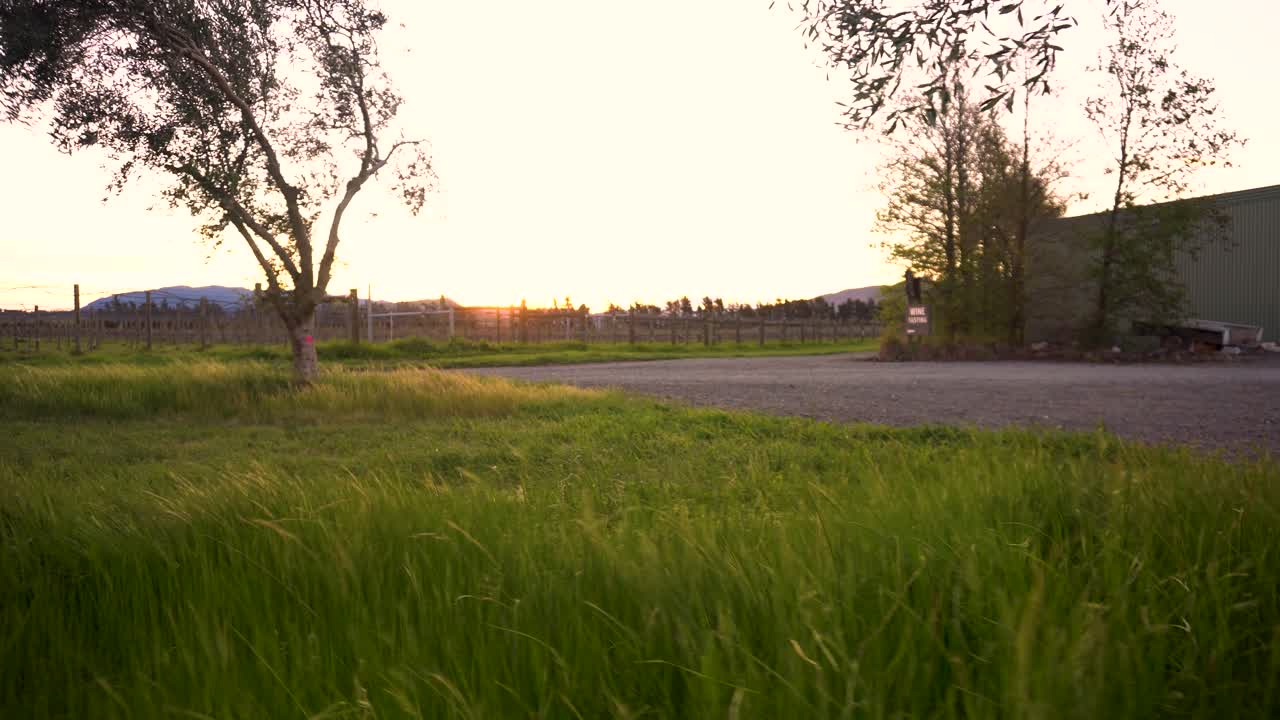 Green grass and vineyard sunset with wind