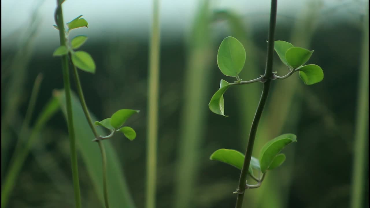 젊은 녹색 잎과 줄기의 클로즈업