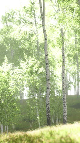 sunlight filtering through a birch forest