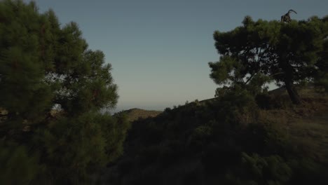 Forward-drone-movement-between-trees-on-the-mountains