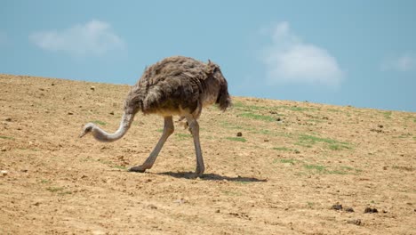 Gewöhnlicher-Strauß-Pickt-Futter-In-Seinem-Natürlichen-Lebensraum-In-Anseong-Ackerland,-Südkorea