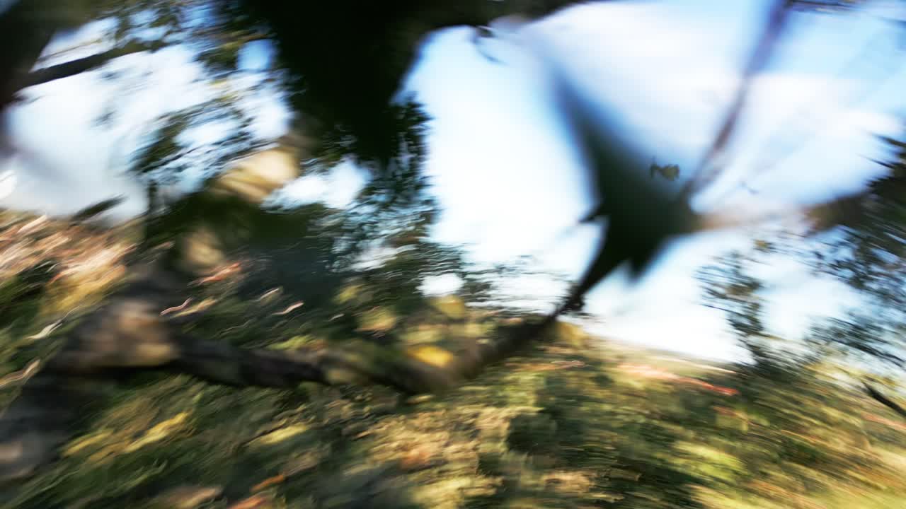 molino de viento de waltham