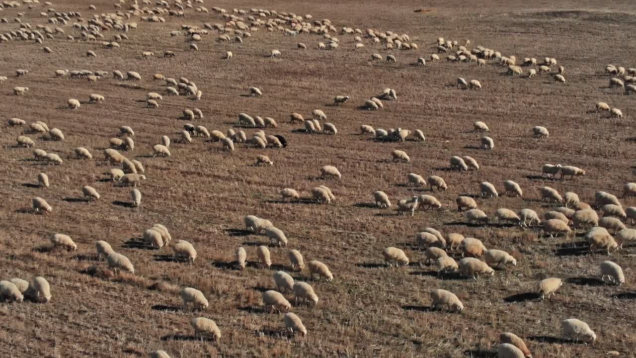 Pecore al pascolo in un campo in Georgia, Caucaso durante il giorno