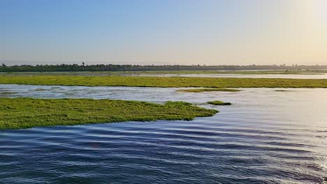 floating vegetation on the banks of the nile river