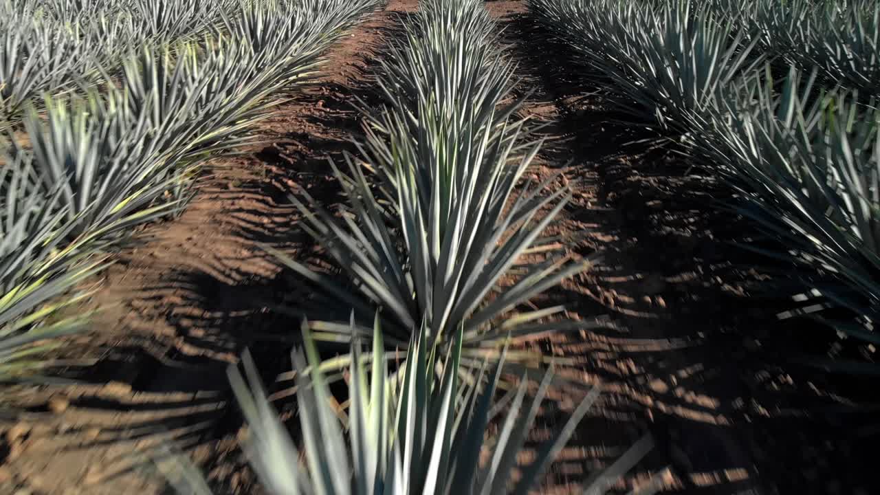 DRONE: FLY OVER AGAVE PLANTS AT TEQUILIA JALISCO AT NOON