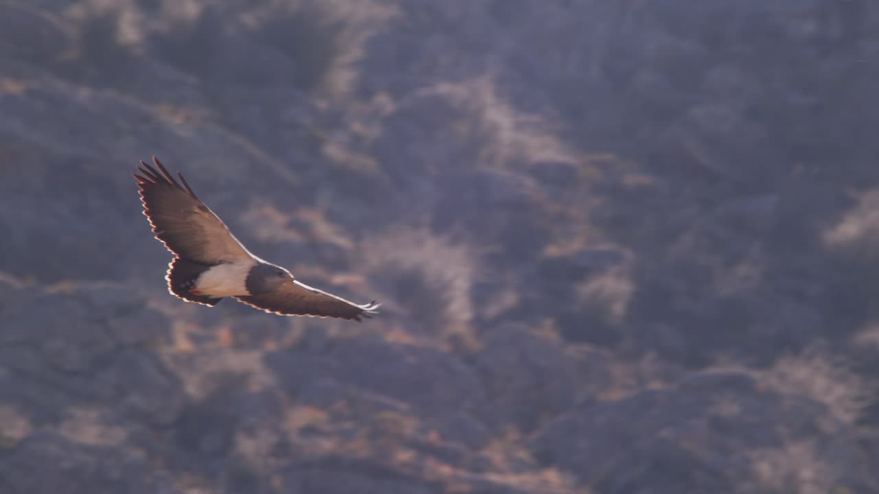 великолепно выглядящий черногрудный бузард-орл поднимается вверх, взлетая в небо с гор