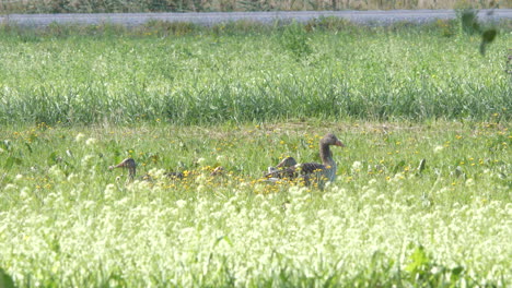 Gänse,-Die-Im-Gras-Liegen,-Entspannendes-Sommerkonzept,-Statische-Aufnahme