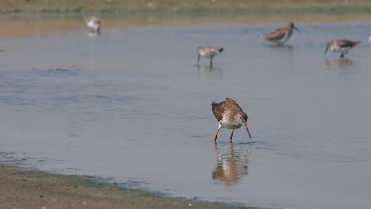 Seen foraging into the salt pan muddy water as it goes to the right of the frame, Spotted Redshank Tringa erythropus, Thailand