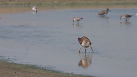 seen foraging into the salt pan muddy water as it goes to the right of the frame, spotted redshank tringa erythropus, thailand