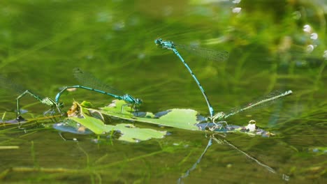 Libelle,-Die-Aneinander-Befestigt-Ist,-Sich-Paart-Und-Herumfliegt,-Nahaufnahme