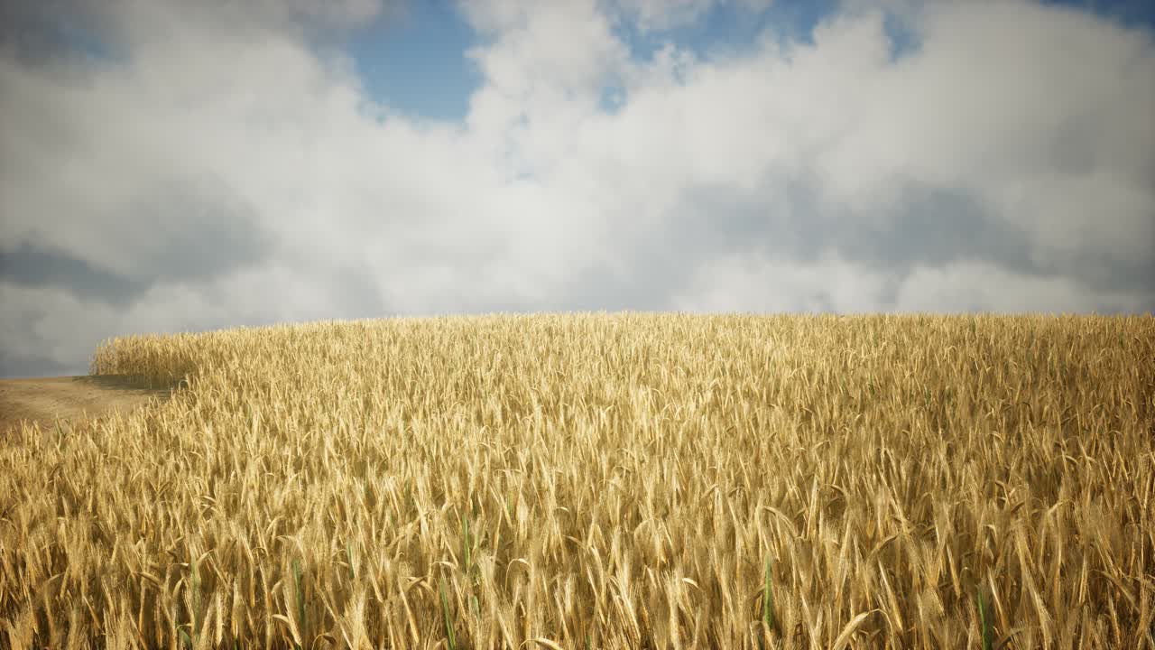 Ripe yellow rye field under beautiful summer sunset sky with clouds