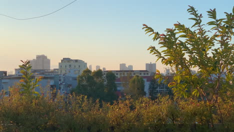 Blick-Auf-Das-Dach,-Städtische-Skyline-Gebäude,-Goldener-Stundensonnenuntergang-Mit-Blattwerk-Im-Vordergrund