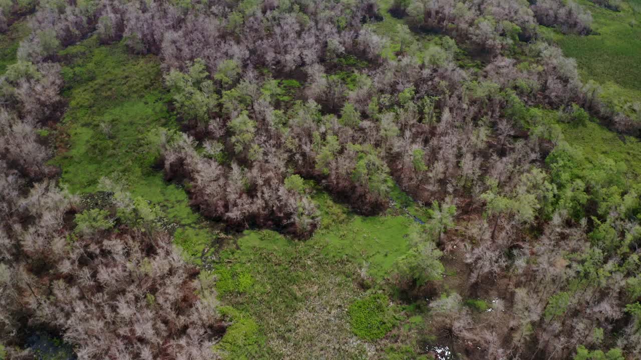 с воздуха: амазонская водно-болотная экосистема дикой природы в джунглях с коричнево-серыми деревьями