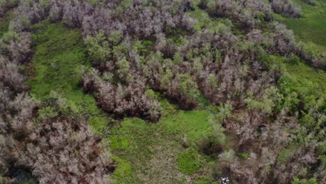 Luftaufnahme:-Amazonas-Feuchtgebiet-Wildtier-Ökosystem-Im-Dschungel-Mit-Braungrauen-Bäumen