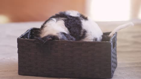 shot of a cute puppy playing inside a basket and getting his chew toy