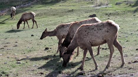 manada de alces pastando en yellowstone
