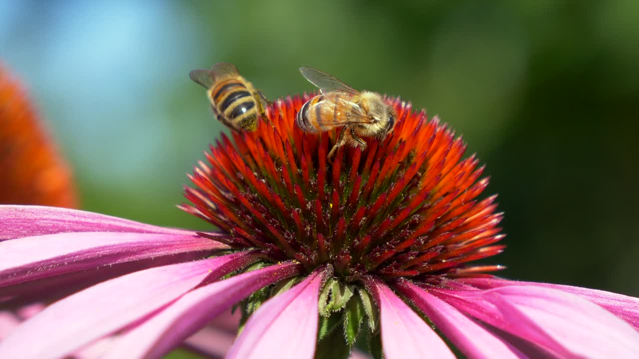 macro cinematográfica de abejas salvajes ocupadas recogiendo polen de flores vibrantes en la naturaleza - toma en cámara lenta de hermosos animales salvajes en la temporada de primavera