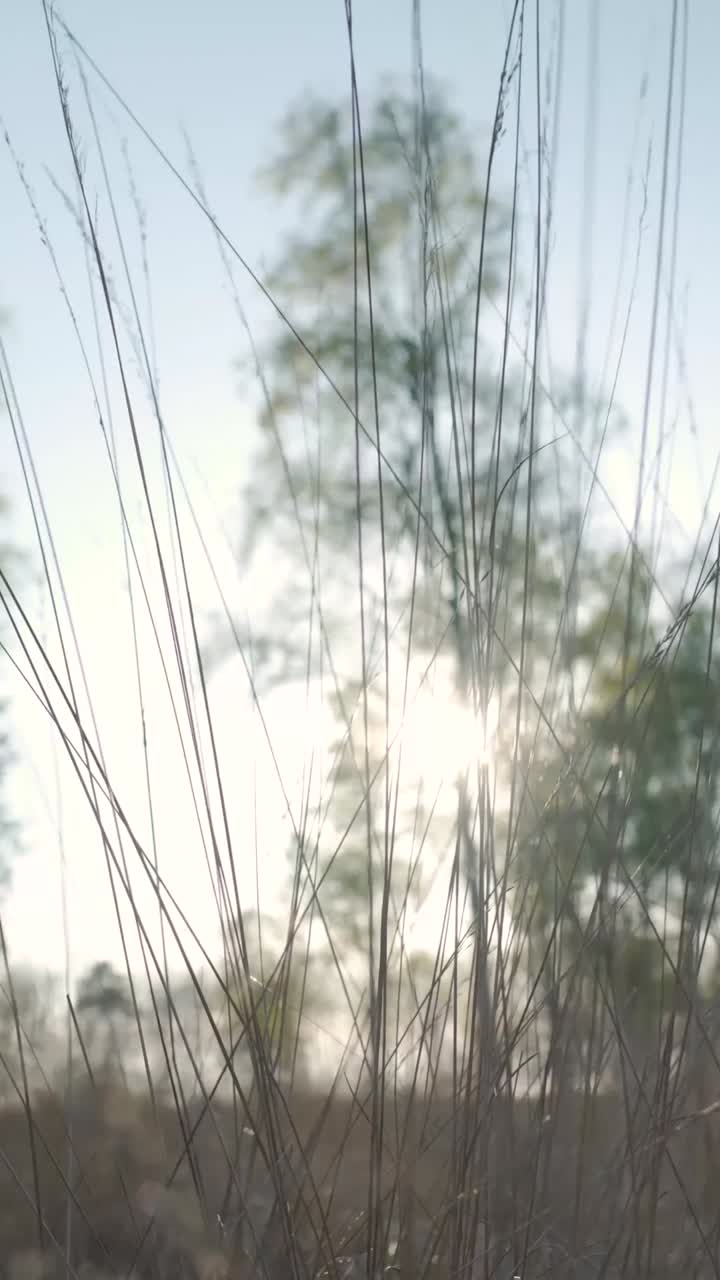 빛이 비치는 초원