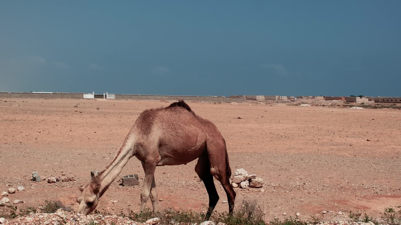 camello de pie y pastando en la ciudad de hadiboh en socotra, yemen