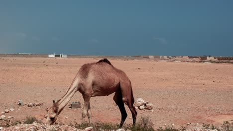 camel standing and grazing in the hadiboh town in socotra, yemen