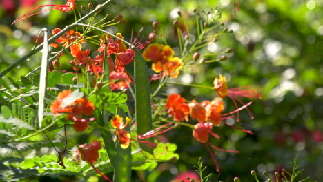 peacock flower moving in the wind at the singapore botanic gardens