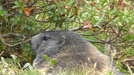 lone marmot underneath branches turning around to look