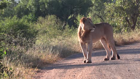 a young male lion stands on a dirt road and scans the area
