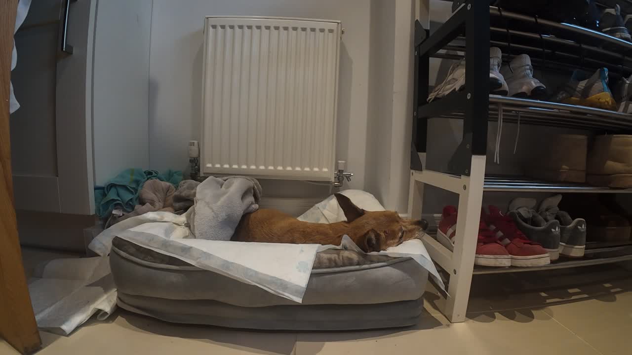 Seniorhund ligger i blød seng derhjemme nær radiator og skoreol, afslappet og komfortabel, indendørs omgivelser med rolig stemning, koncept for hjemmeliv og kæledyrspleje i de sidste dage af hendes liv