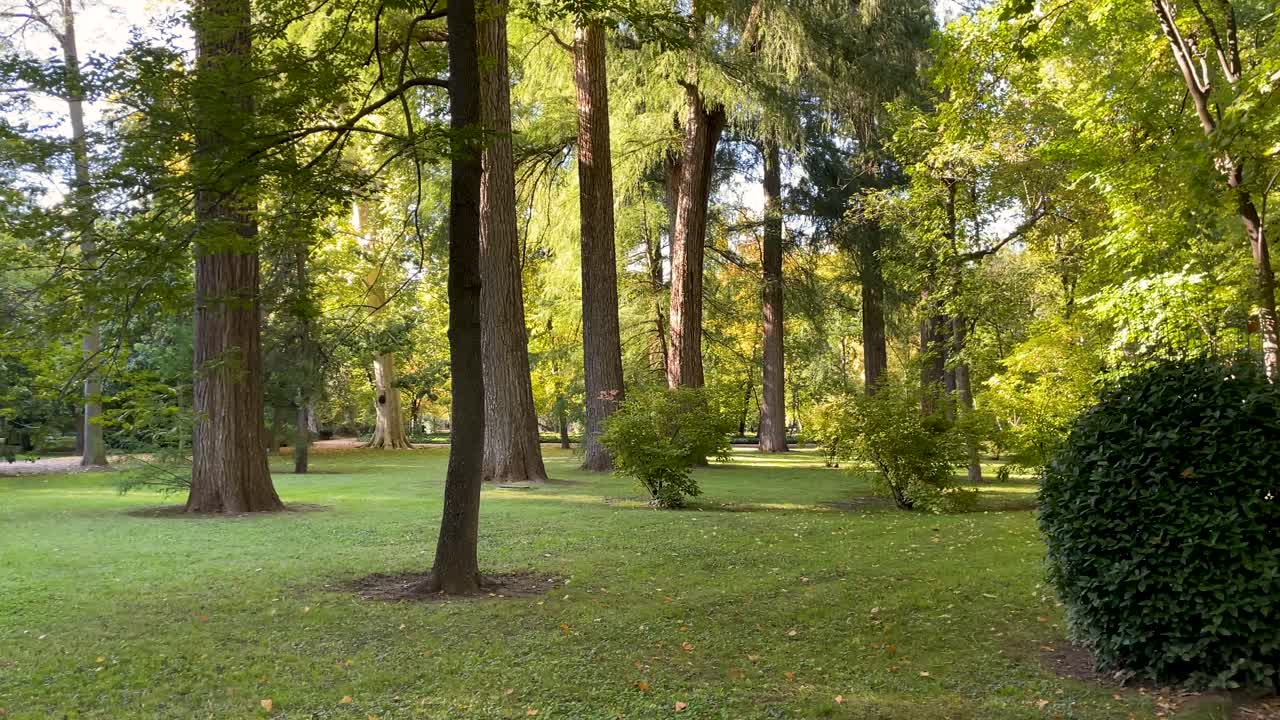 filming in the Jardín del Príncipe where we see a row of redwoods next to a great variety of trees, a path and the ground is all grass, there are hedges and some with shapes, there is afternoon light