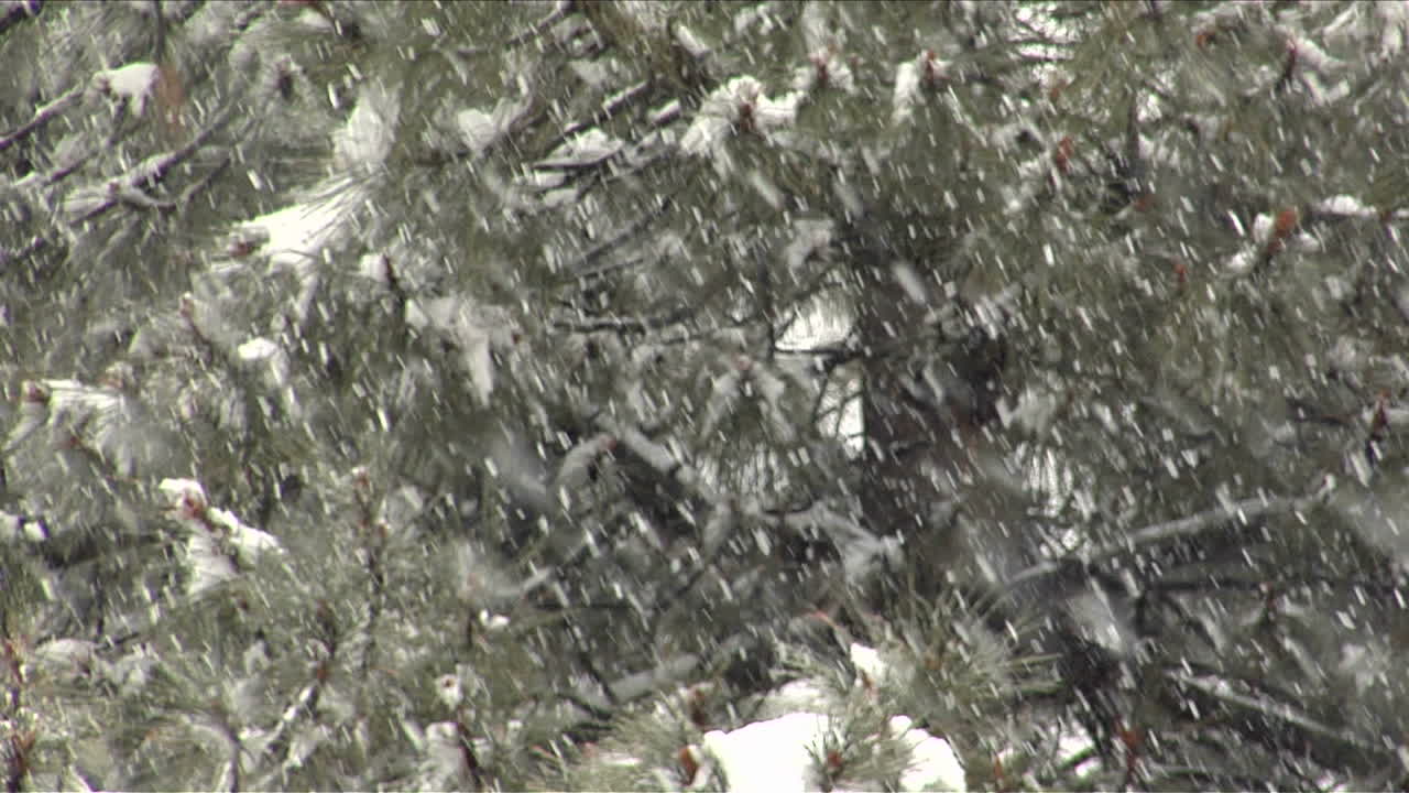 소나무 가지 사이로 눈이 내린다