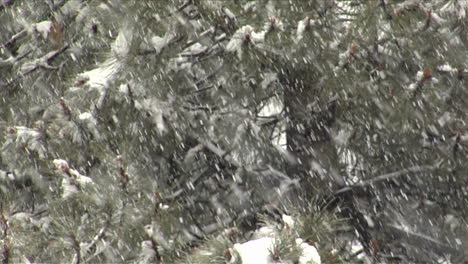 snow falls amidst pine branches