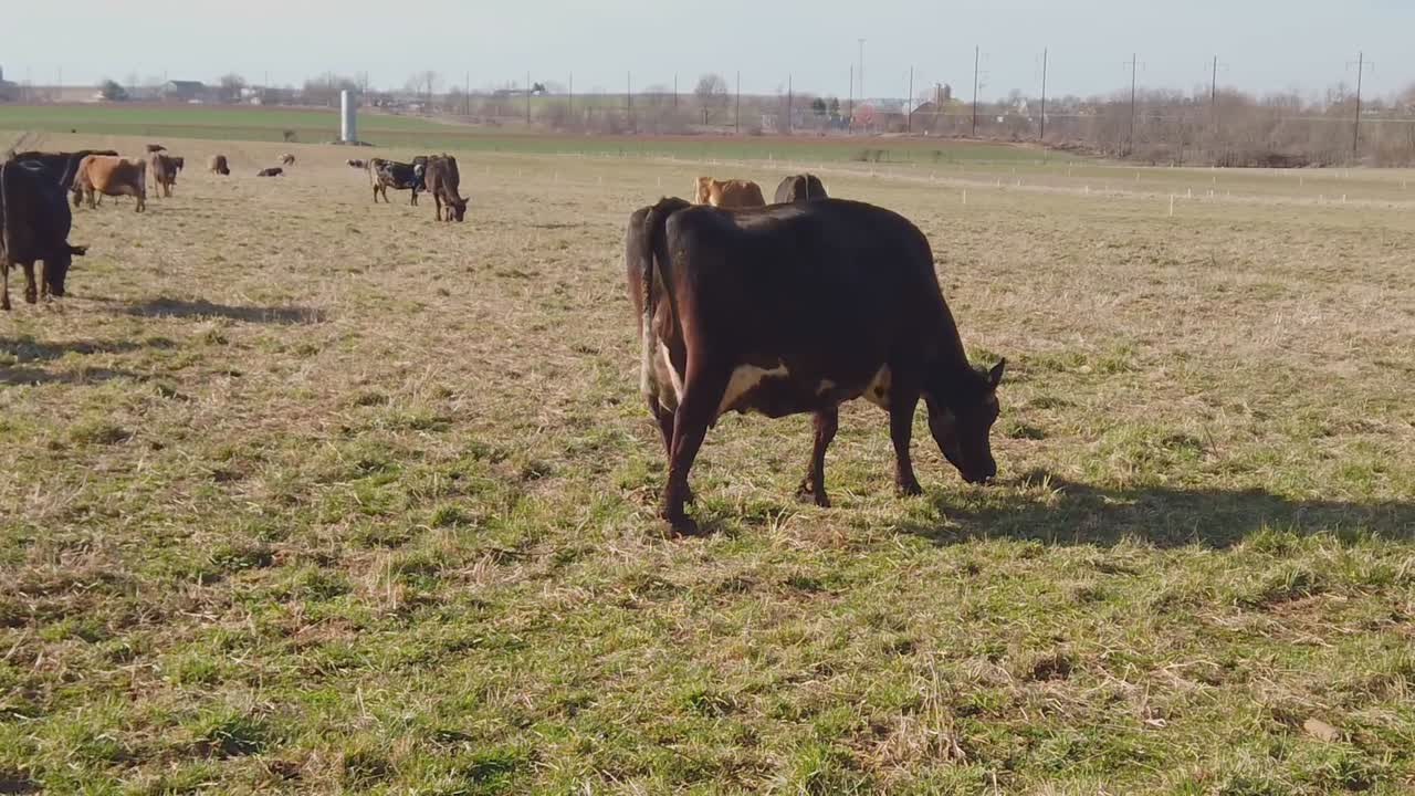 Slow motion di mucche al pascolo in una fattoria Amish in una giornata invernale