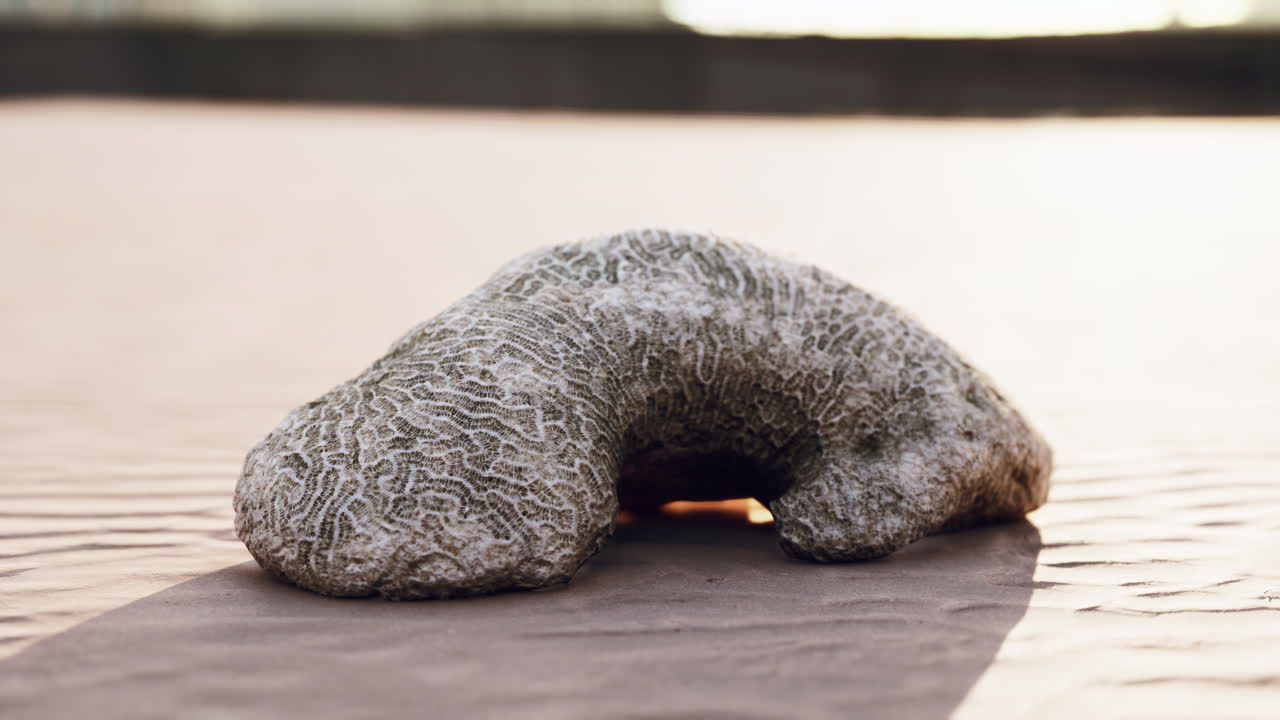 모래 위의 화석 산호