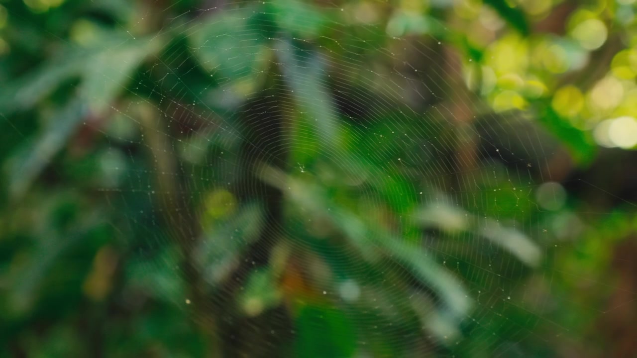 エクアドルの熱帯雨林で、緑豊かな植物を背景に露をまとって輝く繊細なクモの巣