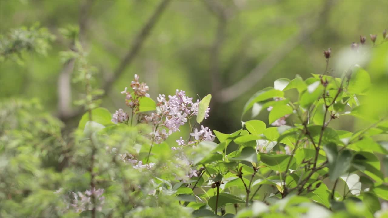 mariposa volando de una flor a otra