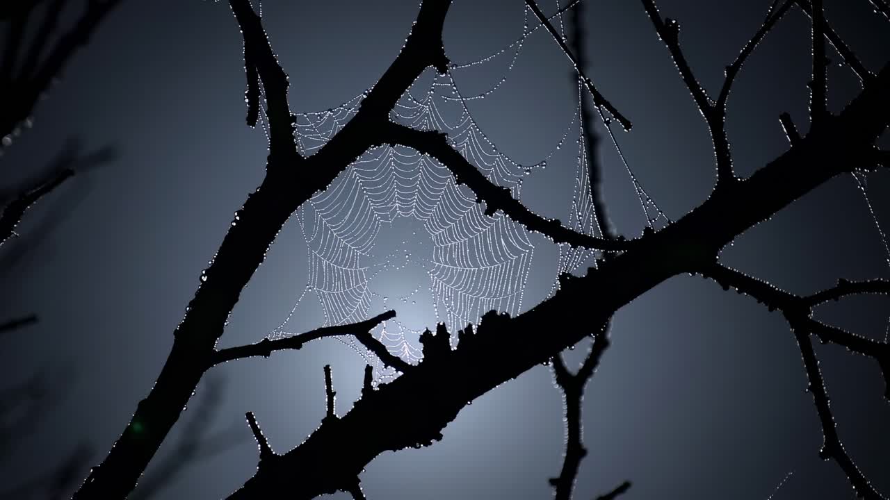 Una ragnatela intricata luccica di rugiada sui rami, mettendo in mostra l'arte della natura in un'ambientazione scura e suggestiva, con una luce soffusa che illumina la scena.