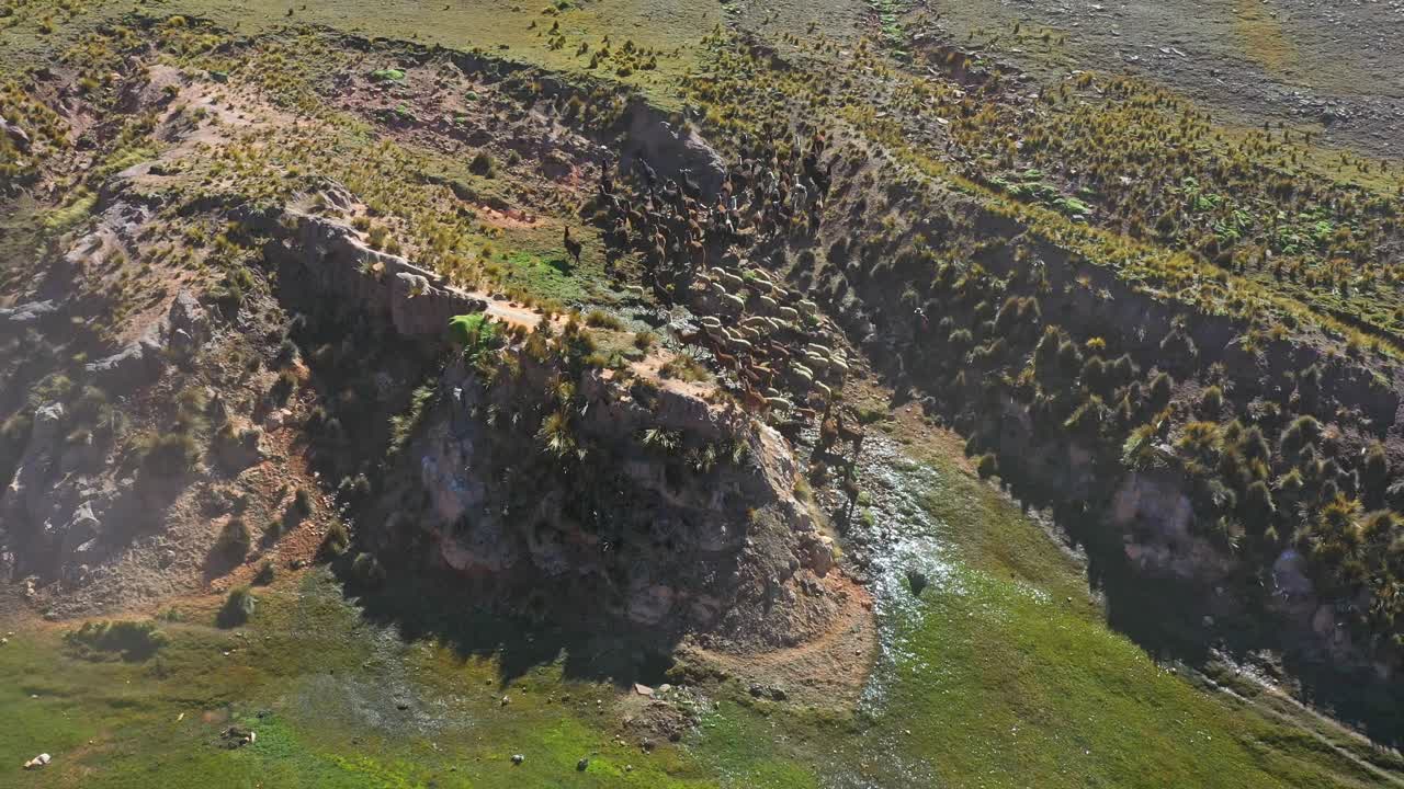 toma aérea de drones en movimiento hacia atrás de un grupo de llamas y corderos que van hacia un campo de pastoreo verde durante el día en bolivia, sudamérica