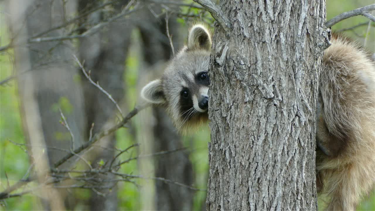 mapache sentado en un árbol en el bosque