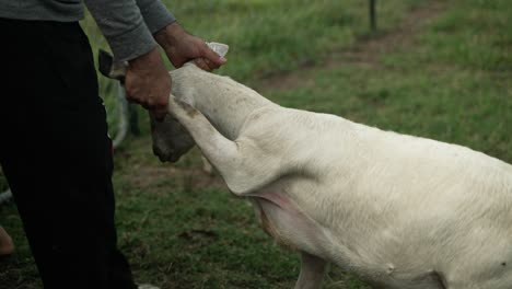 middle eastern man leading a sheep to slaughter for the meat to eat in celebration of muslim, religious holiday ramadan, eid al-adha or eid al-fitr in cinematic slow motion