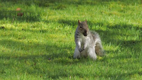 gray squirrel digging in green grass finds a nut and holds it in mouth