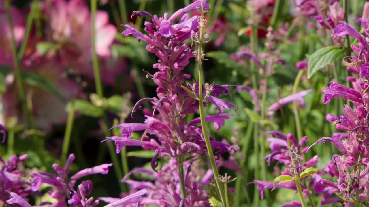 Macro view of vibrant pink blossoms swaying gently outdoors in bright natural sunlight