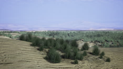 view of green grasslands beyond sandy terrain in a vast landscape