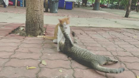playing cat